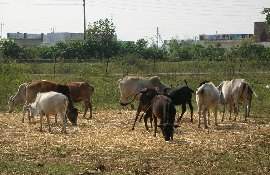 veerpur 30th nov 2005 033 e1645138636943